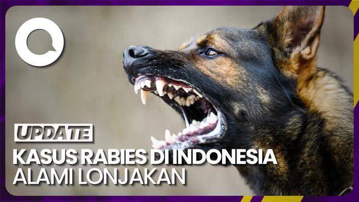 11 dari 31 Ribu Kasus Gigitan Hewan Penular Rabies Meninggal