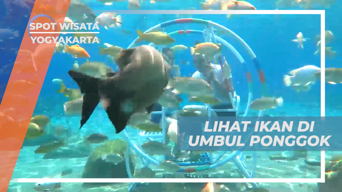 Berinteraksi dan Memberi Makan Ikan Sambil Berenang, Klaten