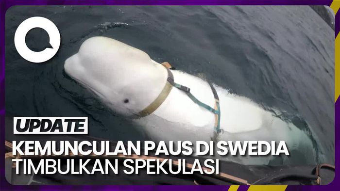 Paus Beluga Putih Muncul di Swedia, Dicurigai Mata-mata Rusia