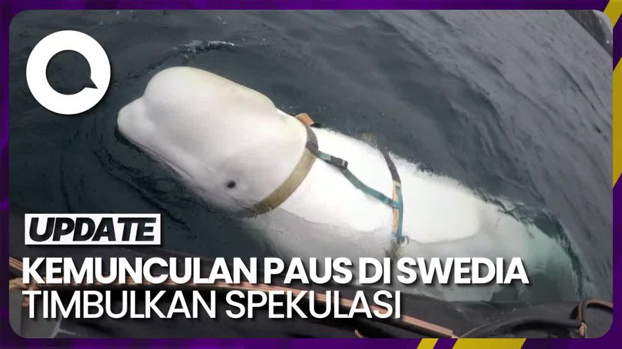 Paus Beluga Putih Muncul di Swedia, Dicurigai Mata-mata Rusia