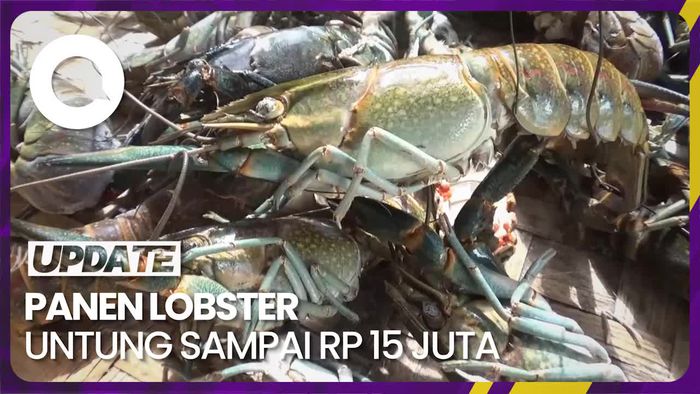 Budi Daya Lobster Air Tawar Untung Belasan Juta Rupiah