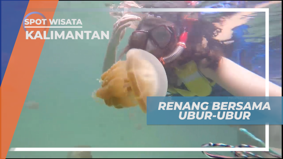 Serunya Berenang Dengan Ribuan Ubur-ubur Lucu di Danau Kakaban, Kalimantan Timur