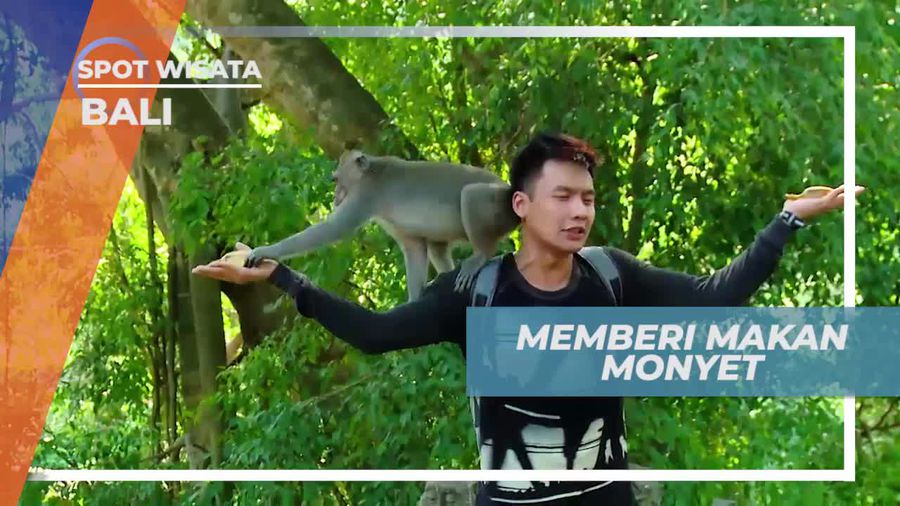 Tantangan Seru Memberi Makan Monyet Dengan Pisang, Bali