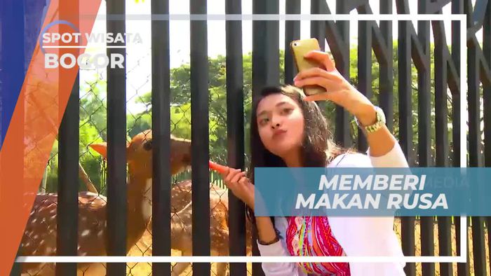 Pengalaman Seru Memberi Makan Rusa di Bogor