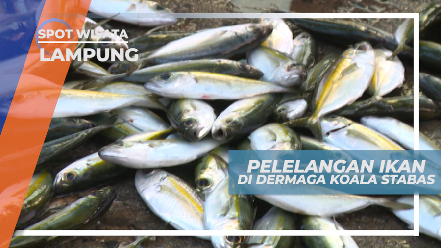 Mengunjungi Tempat Pelelangan Ikan di Dermaga Koala Stabas, Lampung