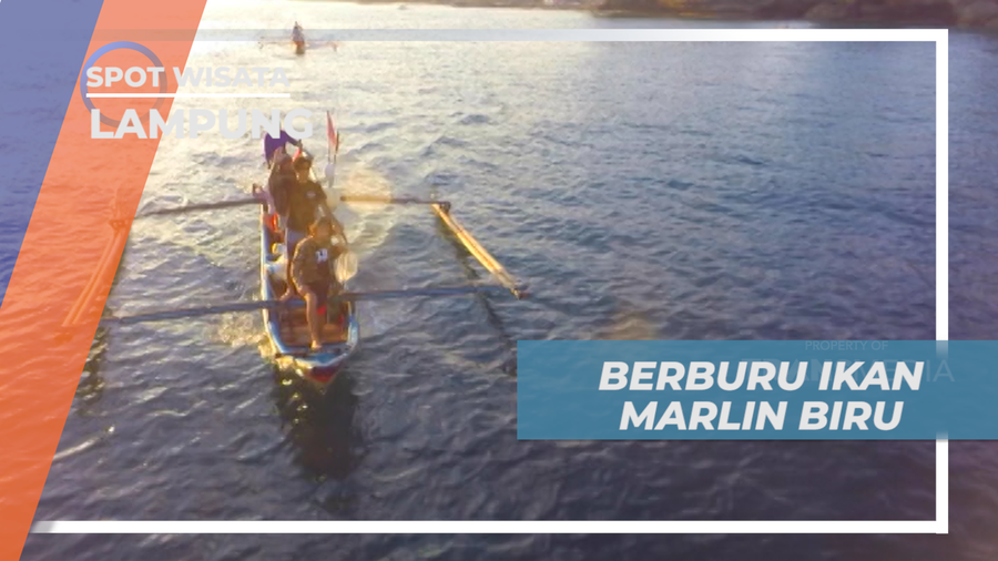 Pengalaman Seru, Ikut Nelayan Berburu Ikan Marlin Biru ke Tengah Laut, Lampung