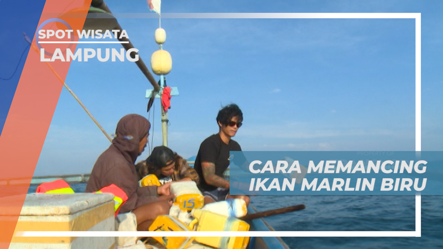 Serunya Berburu Ikan Marlin BIru Dengan Cara Tradisional, Lampung