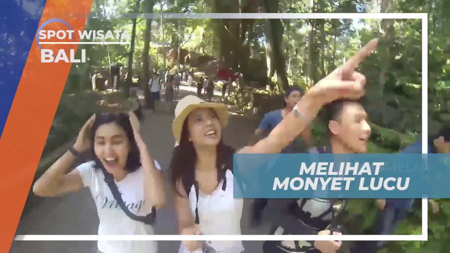 Melihat Tingkah Lucu Monyet di Monkey Forest Bali