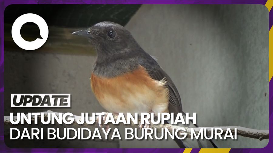 Hobi Memelihara Burung Murai Batu yang Membawa Rezeki