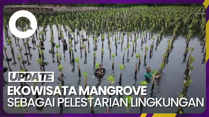 Wisatawan Kini Ikut Tanam Bakau di Pantai Mangrove Agar Jakarta Tak Tenggelam