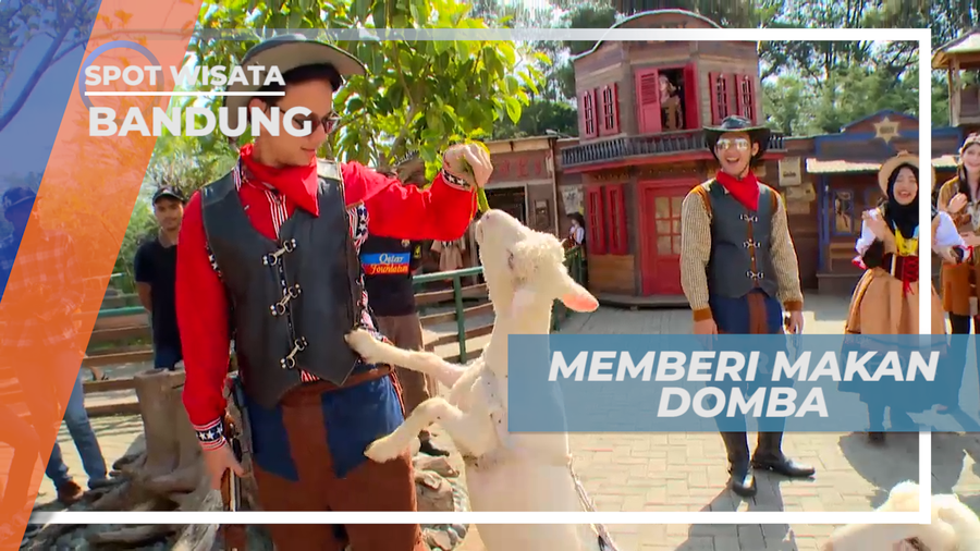 Senangnya Memberi Makan Domba Lucu yang Menggemaskan, Bandung