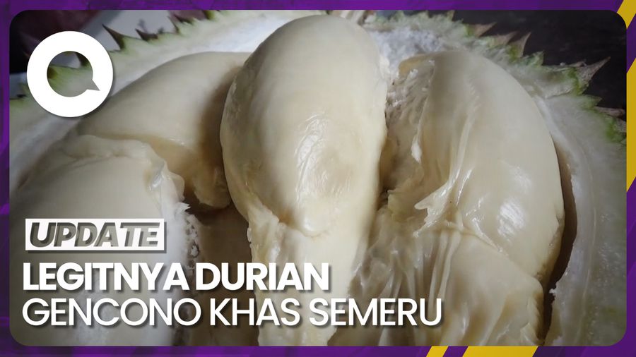 Menikmati Durian Gencono yang Jadi Primadona Lereng Gunung Semeru