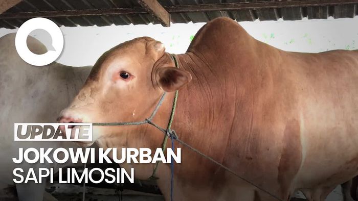 Jokowi Sumbangkan Sapi Limosin 1,1 Ton ke Warga Bangka