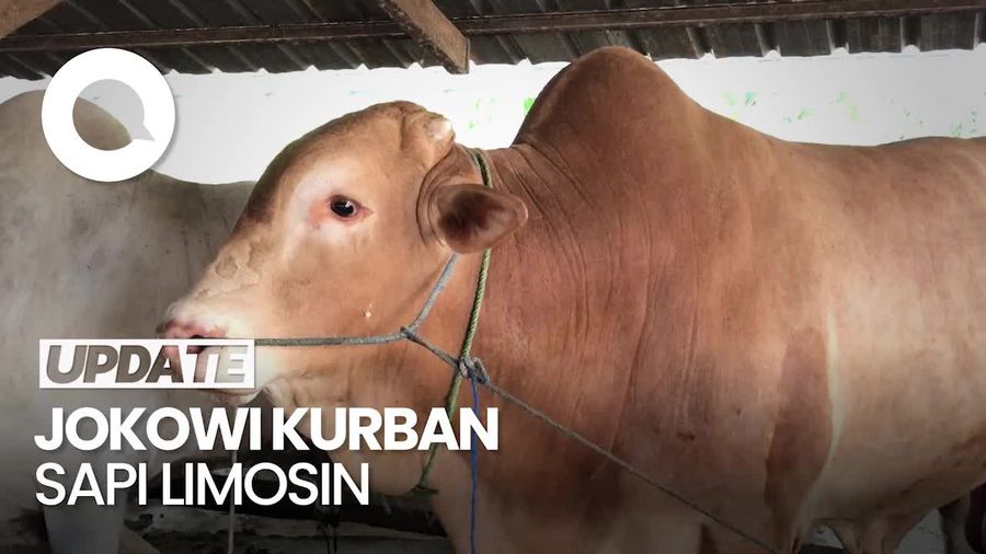 Jokowi Sumbangkan Sapi Limosin 1,1 Ton ke Warga Bangka