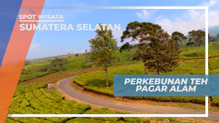 Berkunjung ke Perkebunan Teh Pagaralam Sumatera Selatan