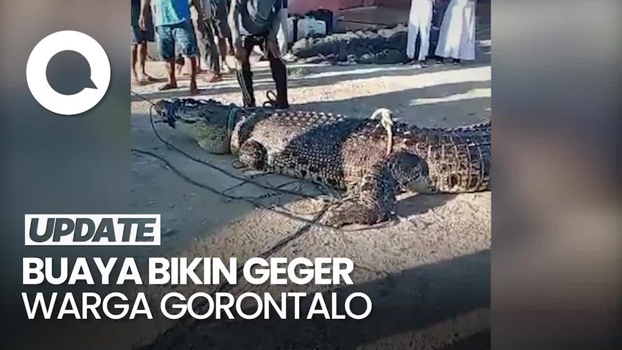 Proses Evakuasi Buaya 4,7 Meter yang Bikin Geger Warga Gorontalo