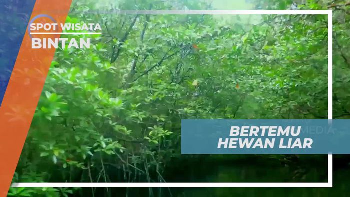 Bertemu Hewan Liar di Kawasan Hutan Mangrove Bintan