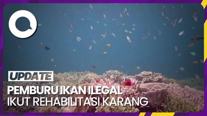 Pemburu Ikan Ilegal di Selat Makassar Kini Lestarikan Terumbu Karang