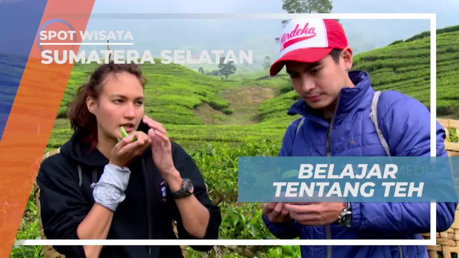 Mengenal Khasiat Daun Teh di Perkebunan Pagaralam Sumatera Selatan