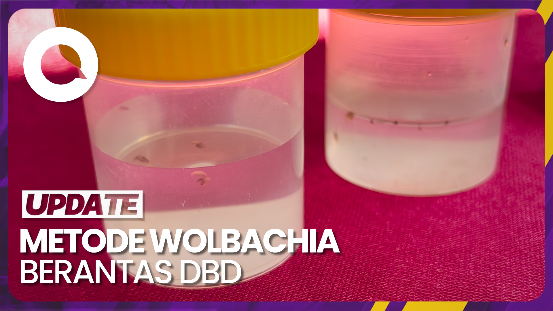 Mengenal Metode Wolbachia Berantas Dbd Pakai Bakteri Alami