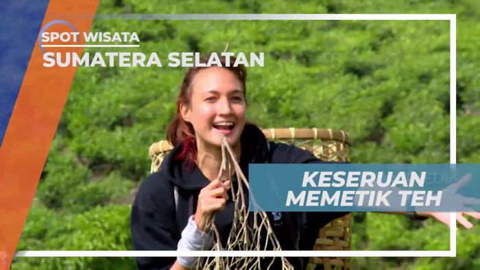 Mencoba Memetik Teh Langsung Dari Perkebunan Pagaralam Sumatera Selatan
