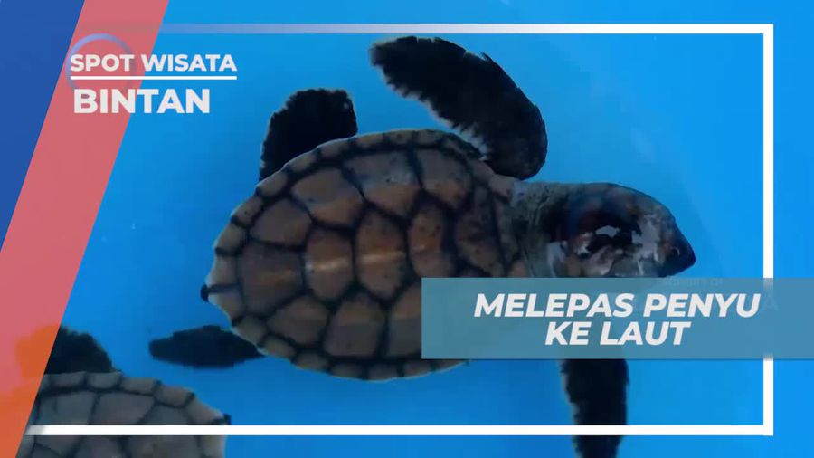 Mengenal Perbedaan Penyu dan Kura-kura, Bintan