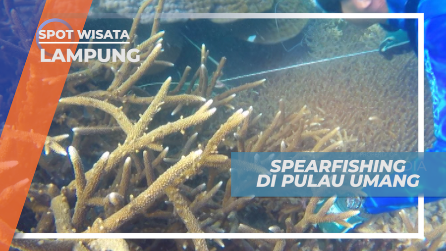 Serunya Berburu Ikan Dengan Tehnik Spearfishing di Pulau Umang, Lampung