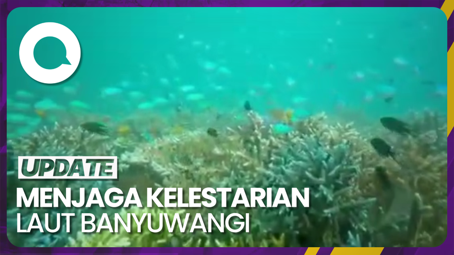 Laut Banyuwangi Mulai Sembuh: Nemo yang Hilang Kini Kembali