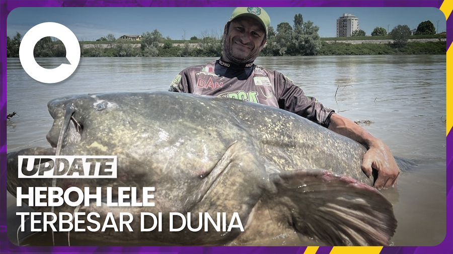Lele Raksasa 3 Meter Ditangkap di Italia