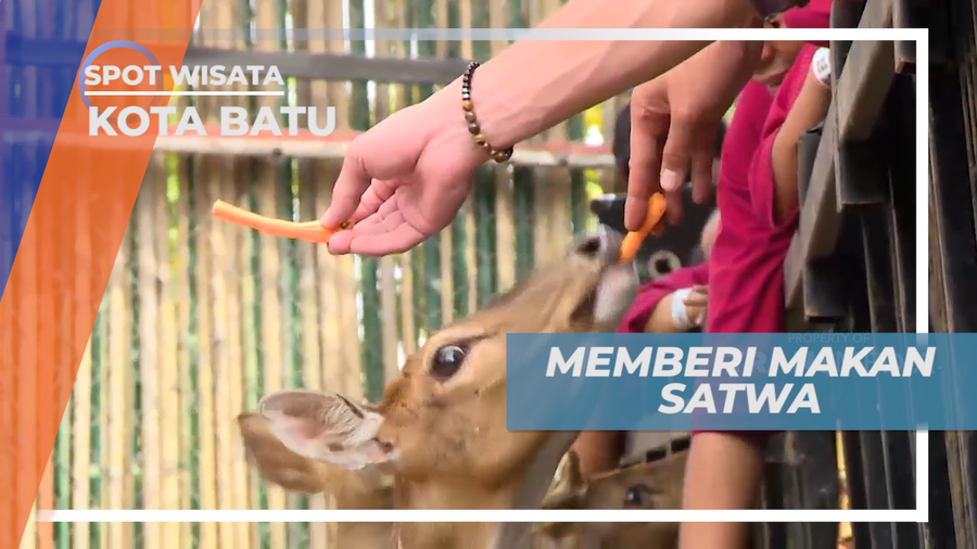 Senangnya Berinteraksi dan Memberi Makan Hewan di Taman Satwa, Kota Batu