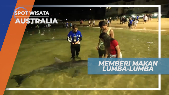 Pengalaman Seru, Memberi Makan Lumba-lumba di Tepi Pantai, Australia