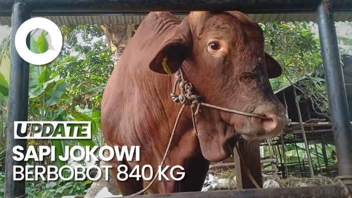 Perawatan Spesial Sapi Kurban Jokowi di Jambi: Diberi Telur Tiap Hari