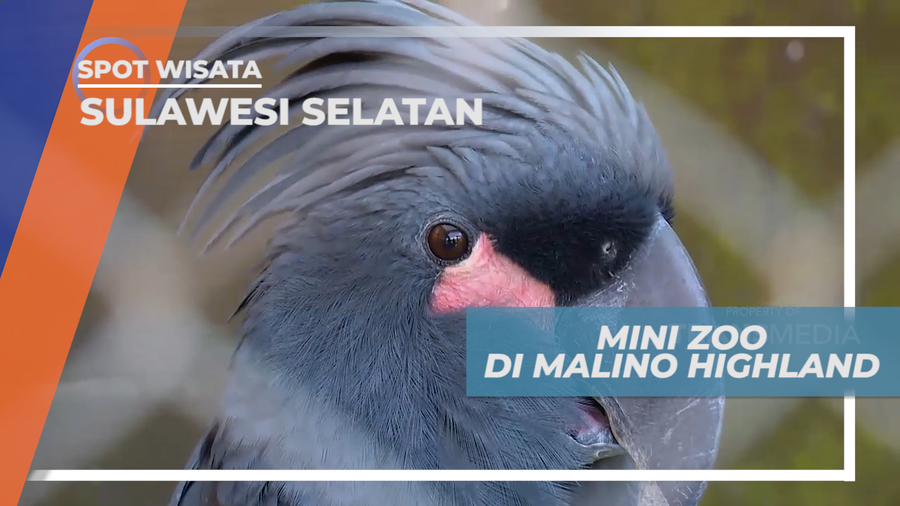 Singgah di Mini Zoo Malino Highland Sulawesi Selatan