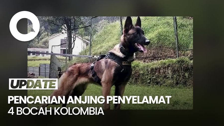 Anjing Penyelamat 4 Bocah Kolombia di Hutan Amazon Hilang