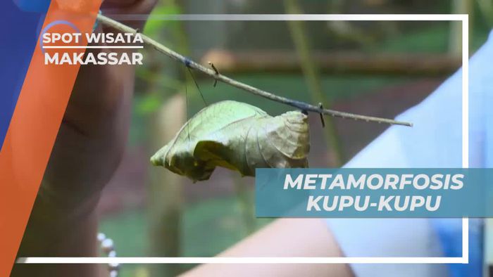 Melihat Proses Metamorfosa Kupu-kupu di Makassar