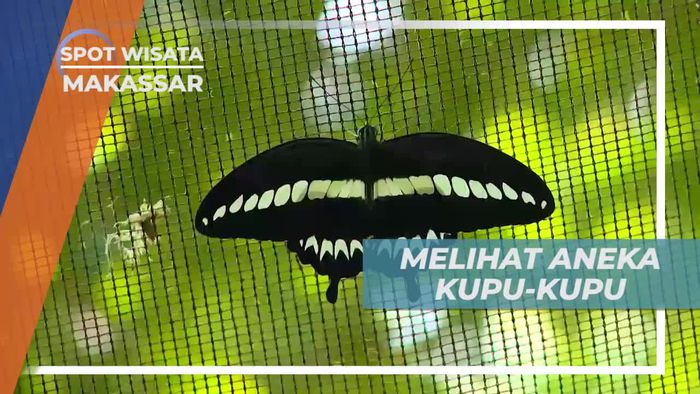 Mengenal Aneka Spesies Kupu-kupu di Taman Nasional Bantimurung Makassar
