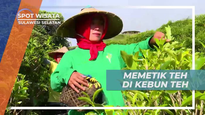 Memetik Teh Langsung Dari Kebunnya, Sulawesi Selatan