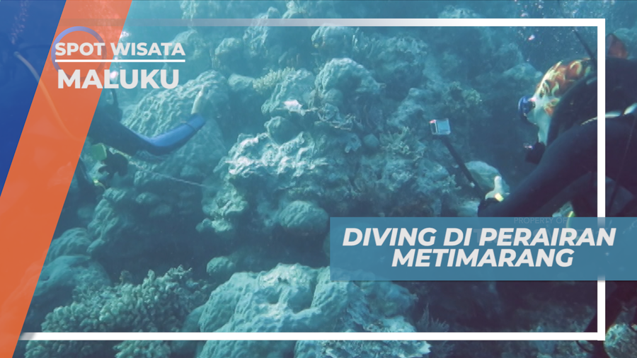 Menjelajahi Indahnya Surga Bawah Laut Perairan Metimarang, Maluku