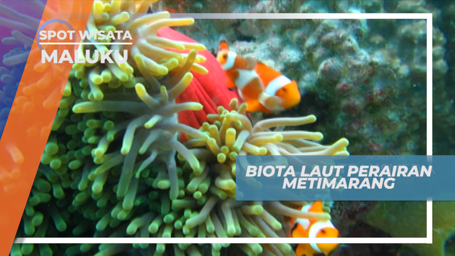 Melihat Warna-warni Cantik Penghuni Bawah Laut Perairan Metimarang, Maluku