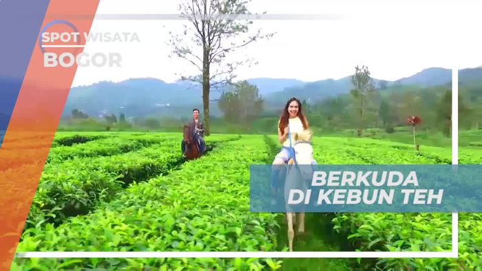 Berkuda Menyusuri Kawasan Kebun Teh Bogor