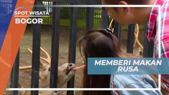 Memberi Makan Rusa di Kawasan Penginapan Bogor