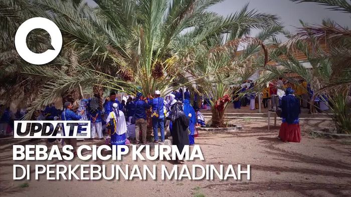 Mengikuti Wisata Kebun Kurma di Madinah