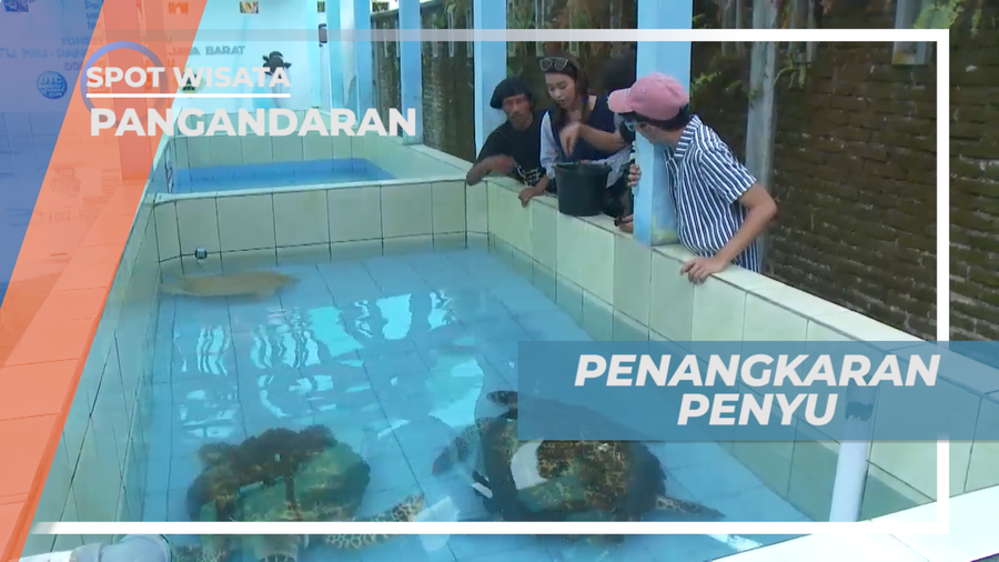 Mengunjungi Tempat Penangkaran Penyu di Pantai Batu Hiu, Pangandaran