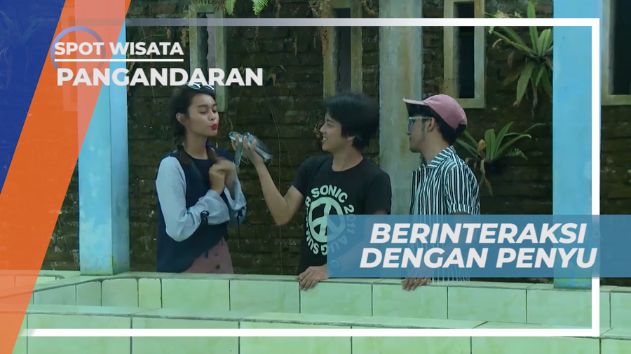 Serunya Berinteraksi Dengan Penyu di Penangkaran, Pangandaran