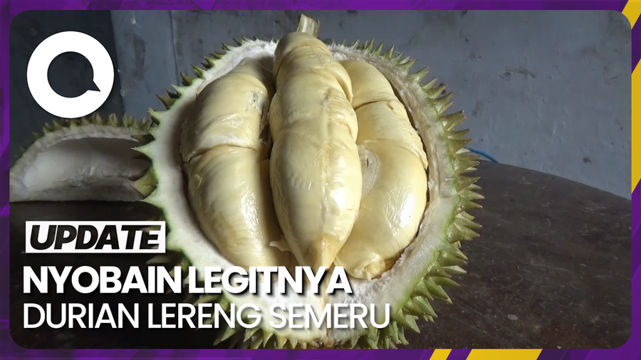 Nikmatnya Durian Mentega Lereng Gunung Semeru yang Creamy dan Legit
