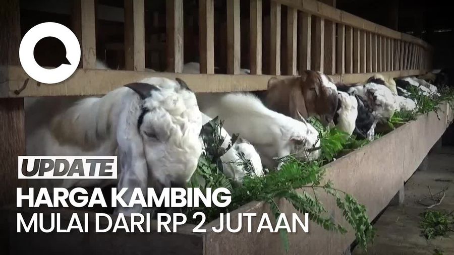 Jelang Idul Adha, Peternak Kambing di Lumajang Kebanjiran Pesanan