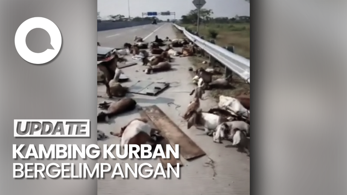 Penampakan Puluhan Kambing Kurban Bergelimpangan di Tol Solo-Ngawi