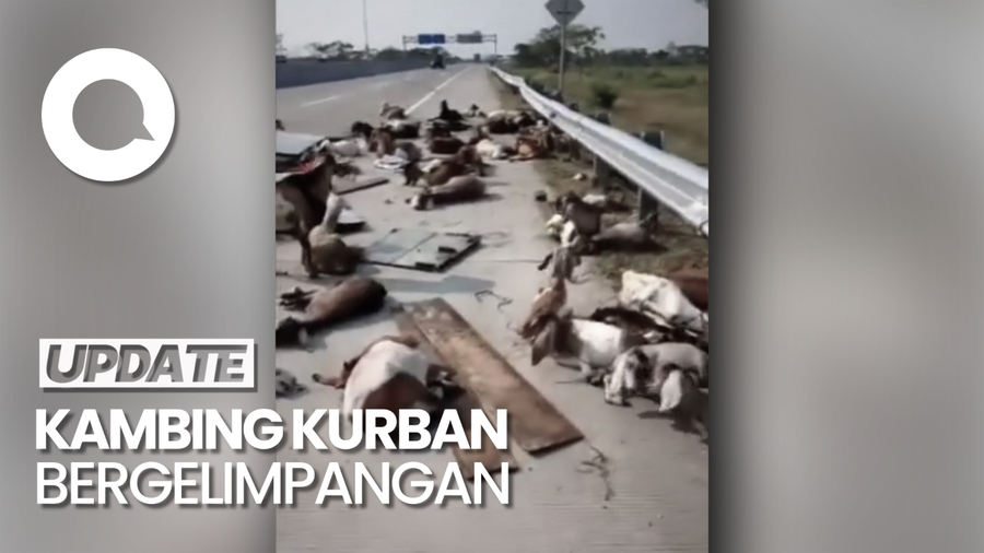 Penampakan Puluhan Kambing Kurban Bergelimpangan di Tol Solo-Ngawi