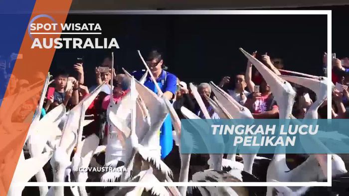 Melihat Dari Dekat Tingkah Lucu Pelikan di Broadbeach Australia