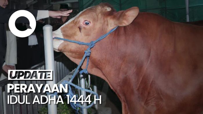 Jokowi Sumbang Sapi Simental 1,2 Ton ke Masjid Istiqlal